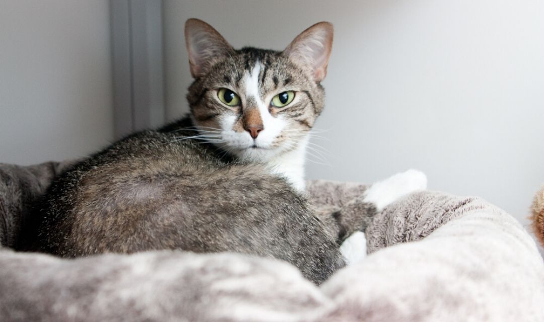 How Healthy Is Your Cat?
