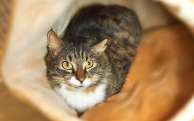 Healthy Cats Live Longer!