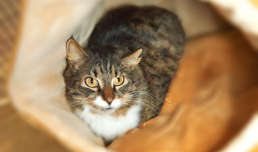 Healthy Cats Live Longer!