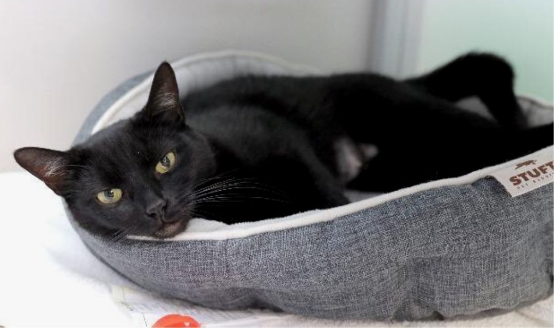 Need Some Cat-ducation?